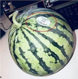 秦安网红吃瓜,揭秘网络红人的幕后故事