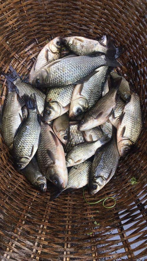 鱼吃鱼最新爆料,娱乐圈惊人内幕大曝光！